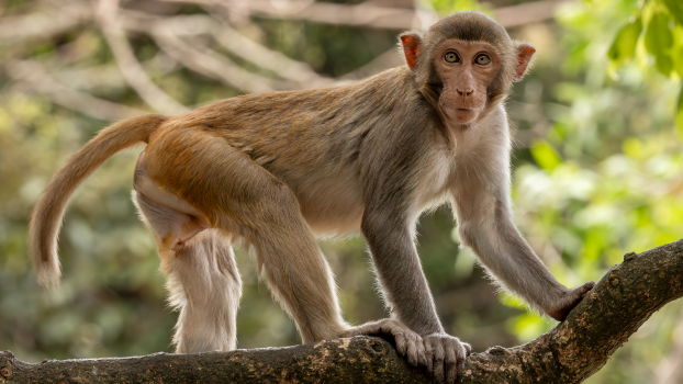 monkey